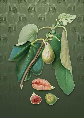 Monaco Fig on Lunar Green