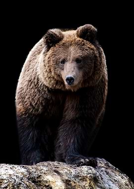 Wild Brown Bear