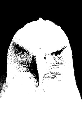 Black and White Eagle