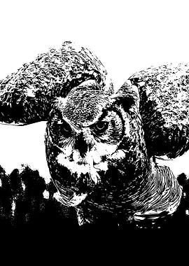 Black and White Owl