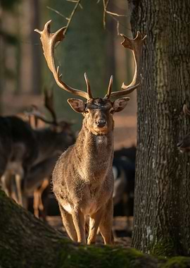 Deer