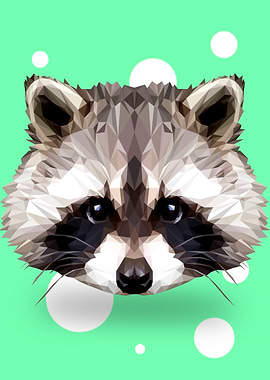 Raccoon