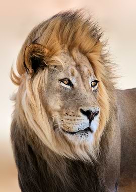 Male lion face in wind