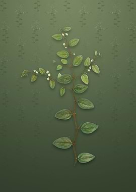 Vintage Christs Thorn