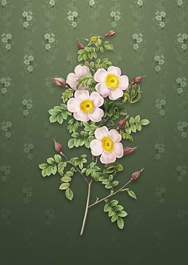 Thornless Burnet Rose