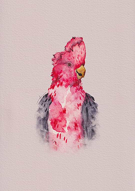 Red And Bold Galah parrot