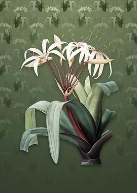 Vintage Crinum Erubescens