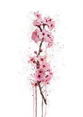 Cherry Blossom