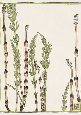 Horsetail 1915 by Hannah