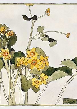 Marsh Marigold 1915