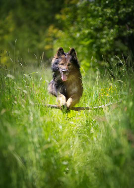 German Shepherd in meadow