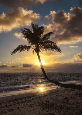 coconut tree