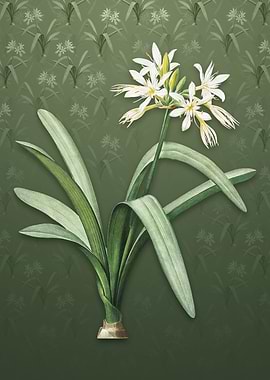 Pancratium Illyricum