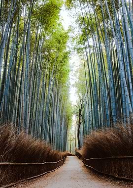 Arashiyama bamboo forest