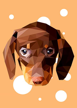 Dachshund