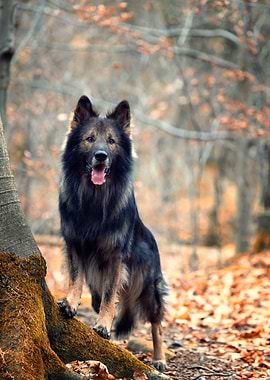 German Shepherd in autumn