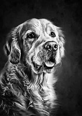 Black Golden Retriever