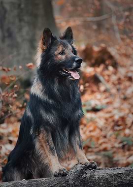 German Shepherd in forest