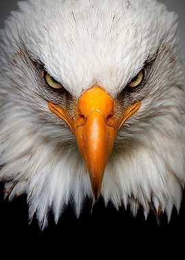 Eagle King Of The Sky