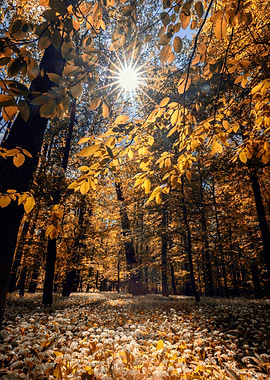 Autumn forest, sunlight