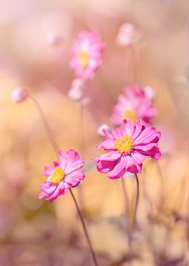 Pink summer anemone, macro
