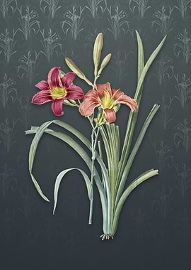 Vintage Orange Day Lily