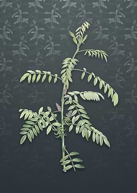 Flowering Indigo Plant