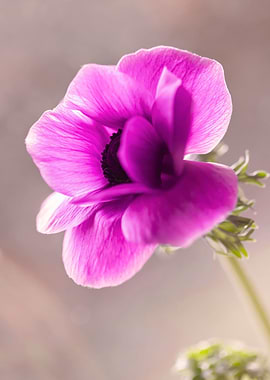 Pink summer anemone, macro