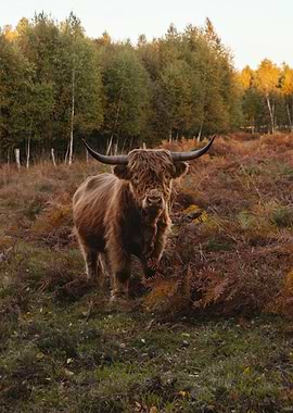 Highland Cow