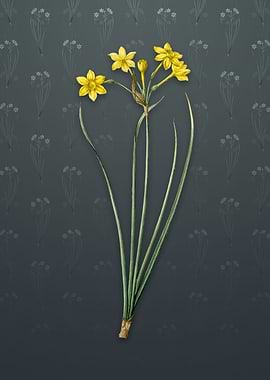 Vintage Rush Daffodil