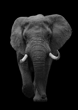 Elephant Animals Funny