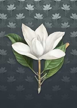 White Southern Magnolia