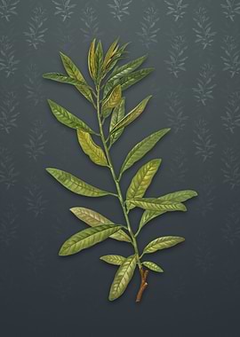 Rhodora on Slate Gray