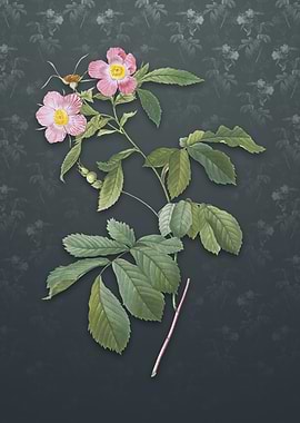 Vintage Pink Alpine Roses