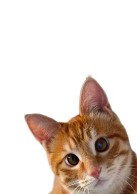 Kitten Animals Funny