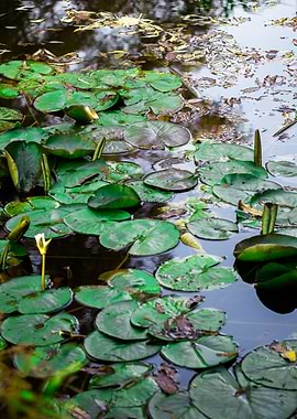 Water leaves