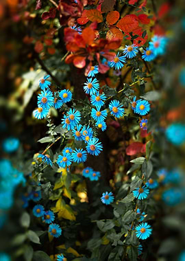 Blue flowers