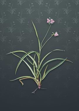 Spiderwort on Slate Gray