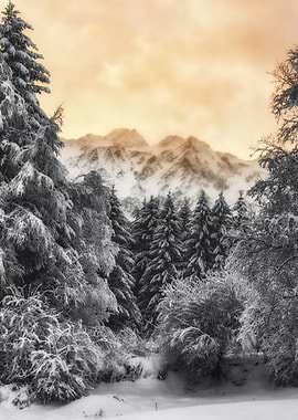 Beautiful Conifer Scenery