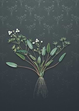 Starfruit on Slate Gray