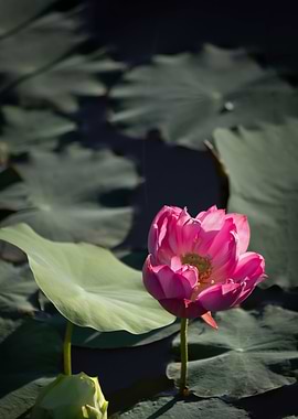 Light and shadow lotus