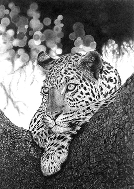 Resting Leopard 2022