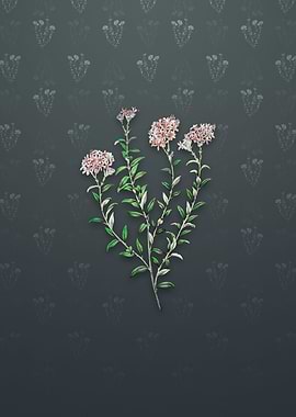 Dr Gills Selago Flower