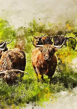 Group of Highland Cows