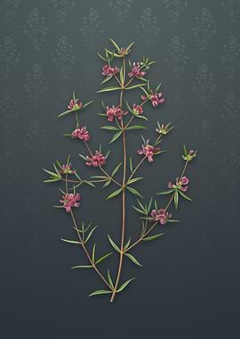 Vintage Heath Mirbelia