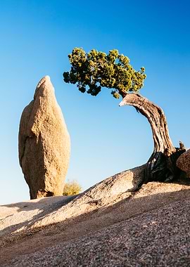 The Tree and the Rock