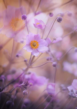 Purple anemone, macro