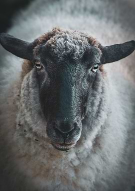 animal face sheep black