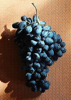 Bunch of black grapes