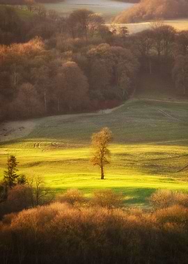 Lonely tree at the dawn